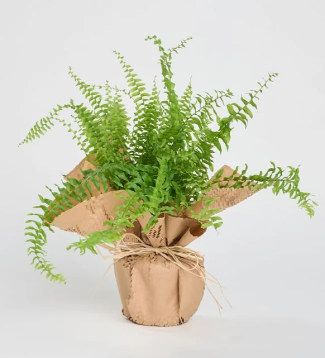 Aşk Merdiveni Nephrolepis