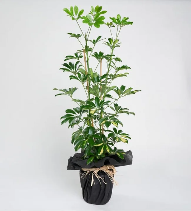 2'li Schefflera