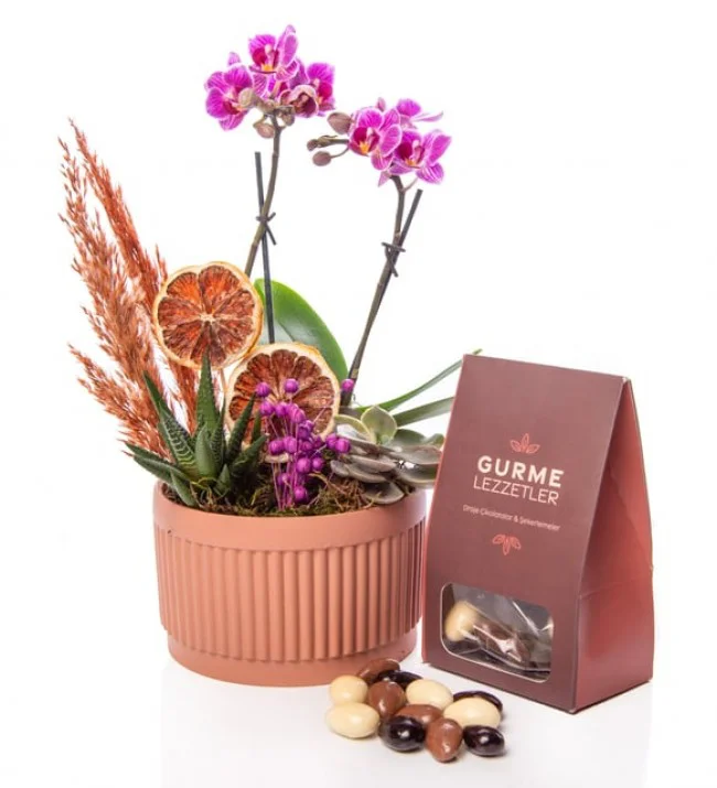 Kiremit Saksıda Çiftli Mini Orkide